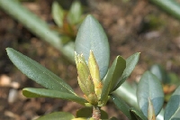  R. wardii x R. vernicosum? plant (5)</