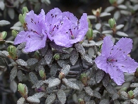  R. nivale ssp boreale (4)