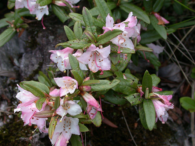 R. virgatum ssp. oleifolium at Cang Shan, photo: Hans Eiberg