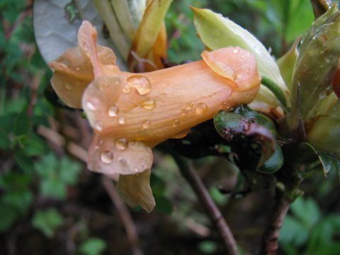  R. dichroanthum ssp. dichroanthum at Cang Shan.  Photo: Ingolf Bogø