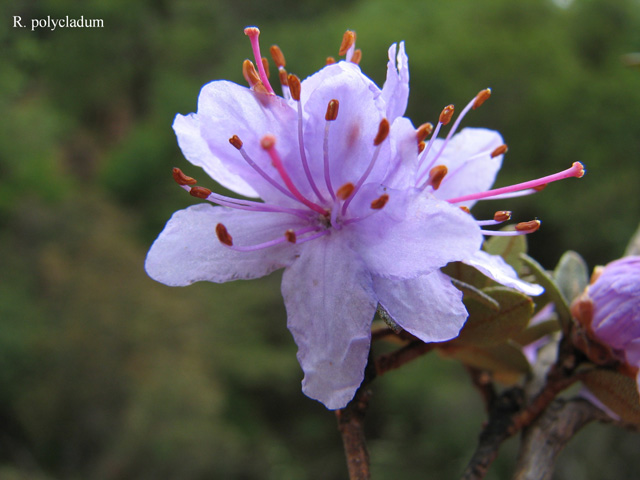  R. polycladum in Yunnan. Photo: H. Eiberg