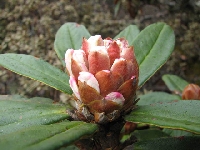  R. roxieanum var. cuculatum 