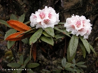 R. roxieanum var. cuculatum