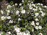  R. primuliflorum white