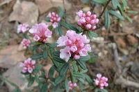 R. trichostemum in Yunnan