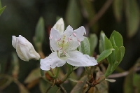  R. triflora or yunnanense 