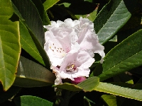  R. uvarifolium