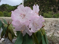  R. vernicosum in Yunnan