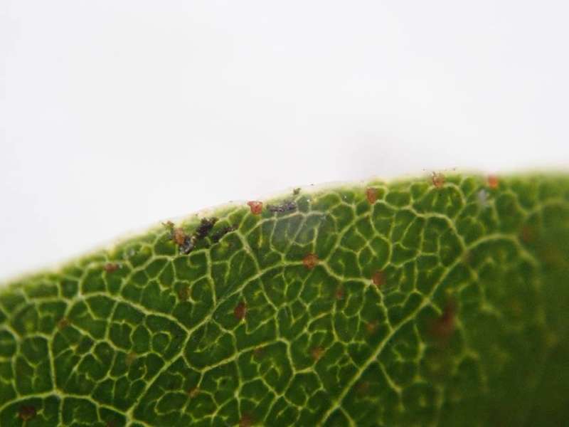  R. zaleucum scales closeup, photo: Kurt Hansen