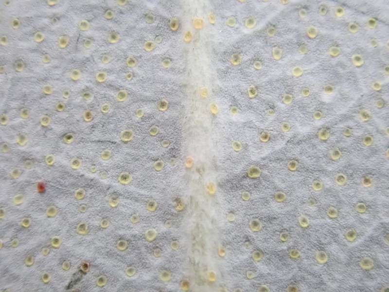  R. zaleucum scales closeup, photo: Kurt Hansen