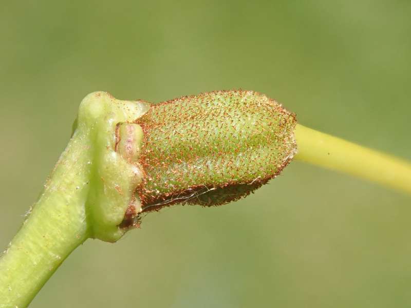  R. ziyuanense AC 5211, seed pod, Photo: Hans Eiberg