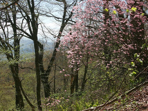 Pilot mountain, USA. Foto: Hans Eiberg