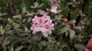 R. adamsii / R. fragrans