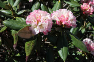 R. aganniphum var. aganniphum