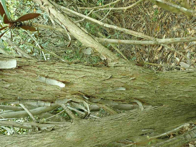 R. aischropeplum / R. alutaceum var. russotinctum? hos HE, bark. Foto: Hans Eiberg