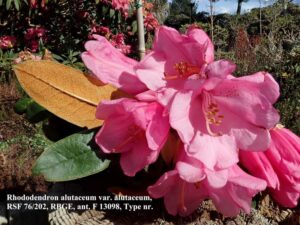 R. alutaceum red form