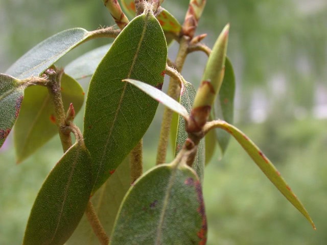 amesiae-blad1990