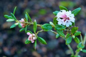 R. anthopogonoides var. huanglongense