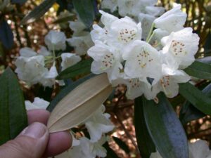 R. argyrophyllum ssp. omeiense