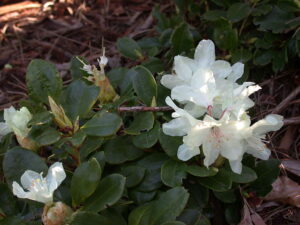 R. aureum var. aureum