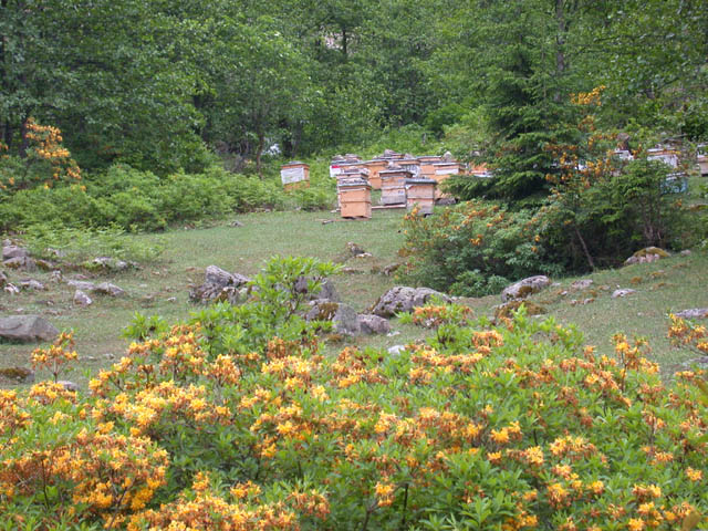 R. luteum, Tyrkiet. Foto: Hans Eiberg