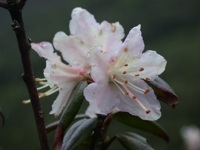 concin-flavidum1711