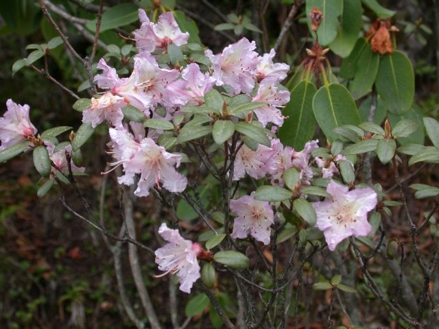concin-flavidum1718