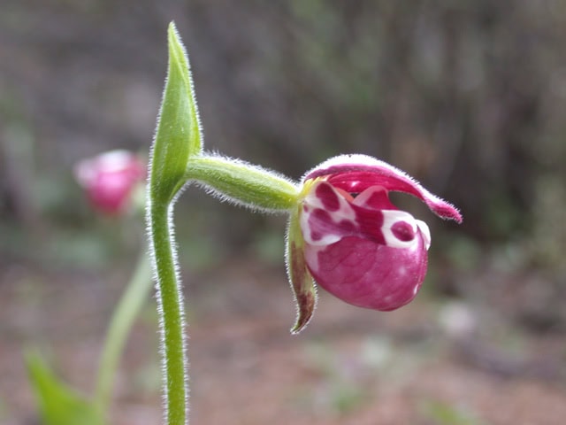 cypripedium-1913