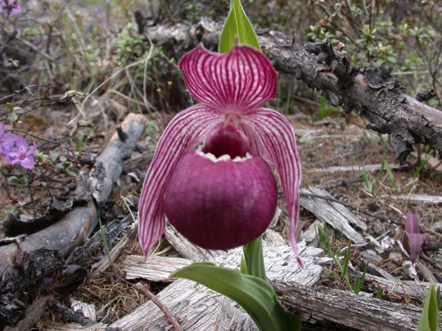 cypripedium-1917