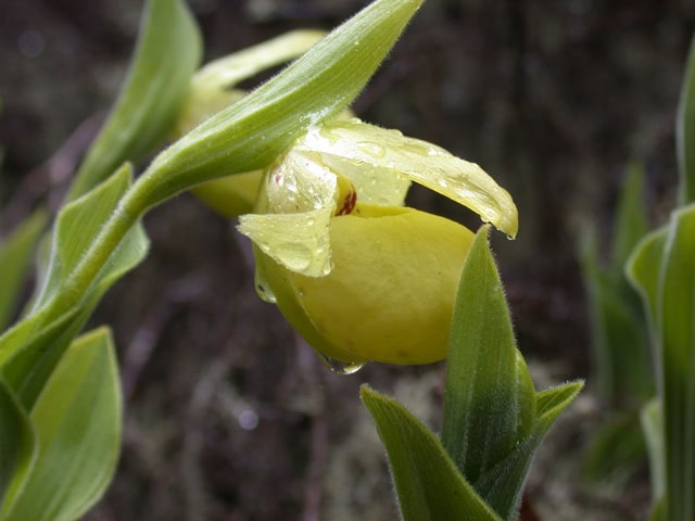 cypripedium-flavum-1988