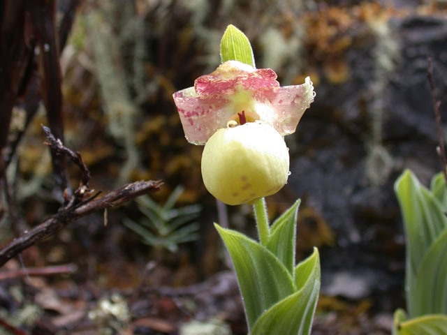 cypripedium-tibericum-flavum