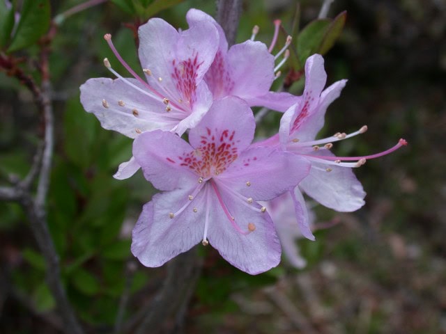 davidson-blotch1817