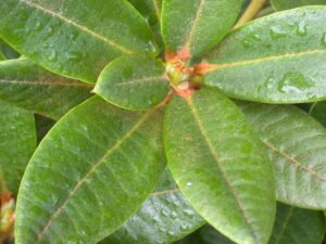 R. aganniphum var. doshongense