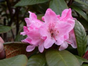 R. aganniphum var. flavorufum