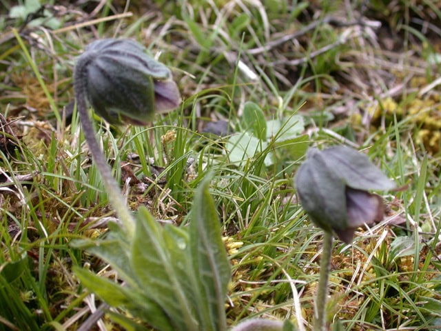 fritillaria-1983