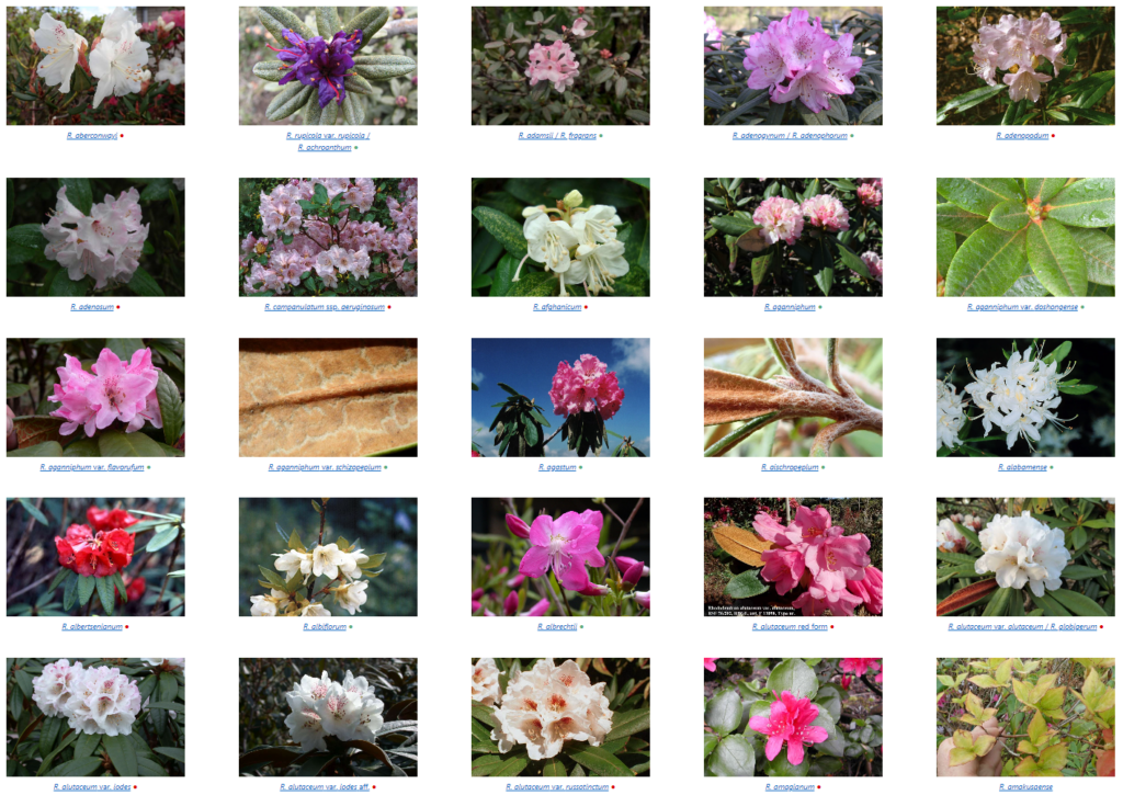 Foto af arter - oversigt