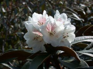 R. alutaceum var. iodes aff.