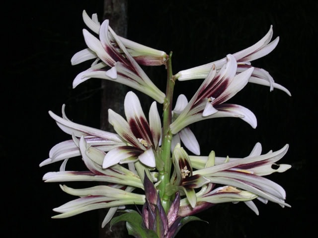 lillie-056-BE