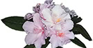 Rhododendronforeningen