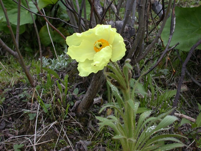moconopsis-1664