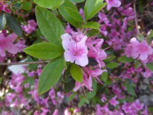 R. noriakjanum, Bremen Rhododendron-park. Foto: Hans Eiberg