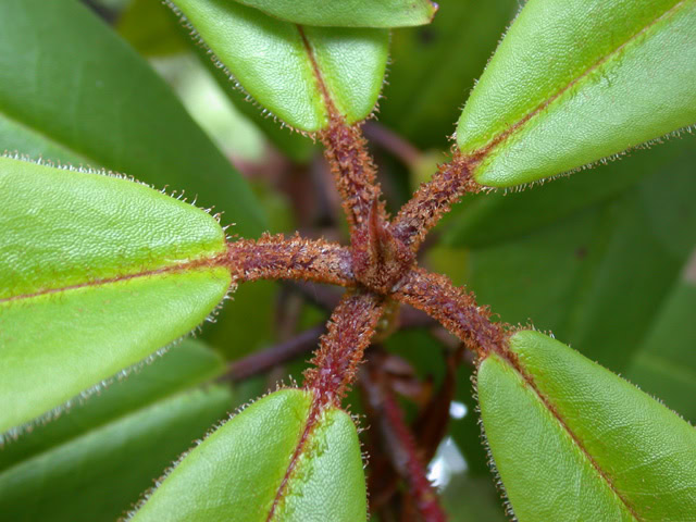 pachytricum-2031