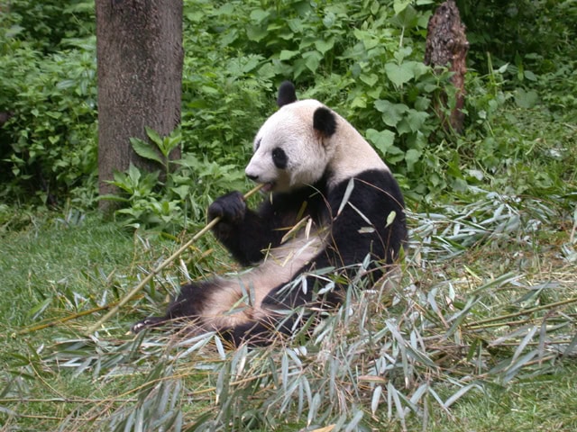 panda-2045