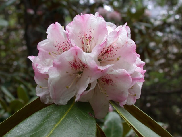 phaerochrysum1863