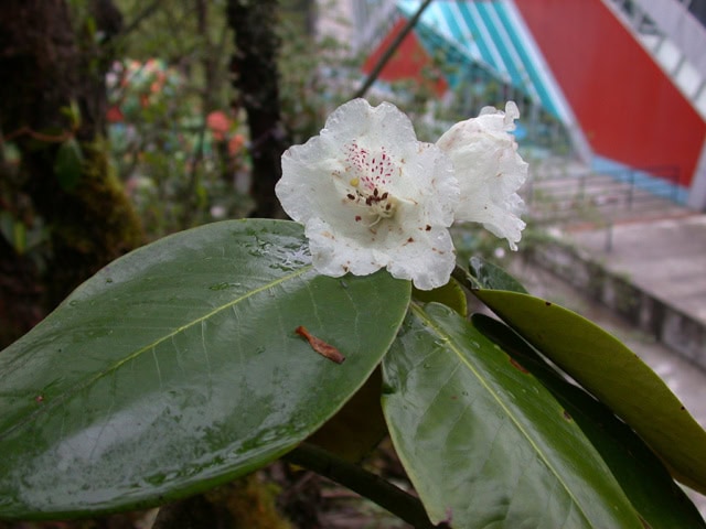 pratii-1613