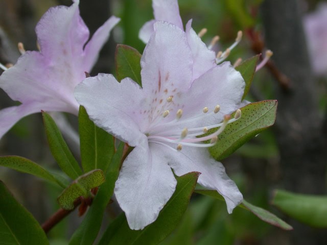 rubiginosum-aff-1812