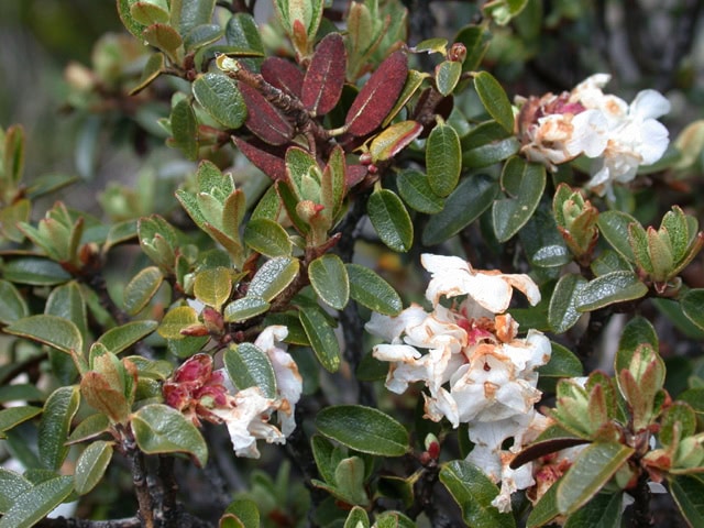 rufescens-1749