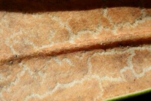 R. aganniphum var. schizopeplum