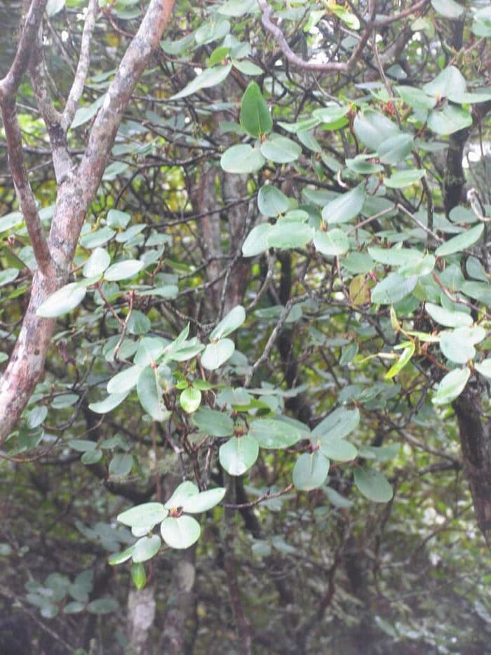 R. souliei-JN-ARS550-09 evt. cordatum