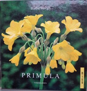 B0159 – Primula